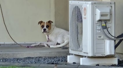 Illustration : Abandonnée en pleine nuit devant un refuge, cette chienne brisée ne savait pas que sa vie allait bientôt changer