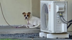 Illustration : Abandonnée en pleine nuit devant un refuge, cette chienne brisée ne savait pas que sa vie allait bientôt changer