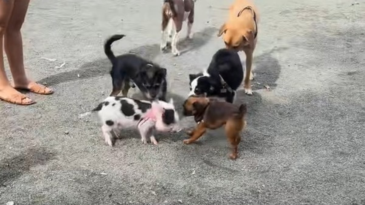 Illustration : "La visite inattendue d’un cochon dans un parc à chiens met les toutous en joie (vidéo) "