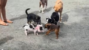 Illustration : "La visite inattendue d’un cochon dans un parc à chiens met les toutous en joie (vidéo) "