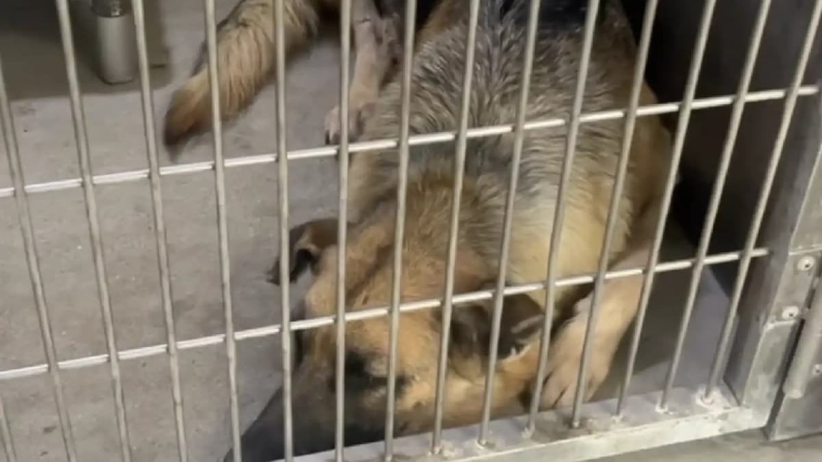 Illustration : "Privée de ses chiots, une chienne s’éteint peu à peu au refuge jusqu'à ce qu’une association décide de la sauver"