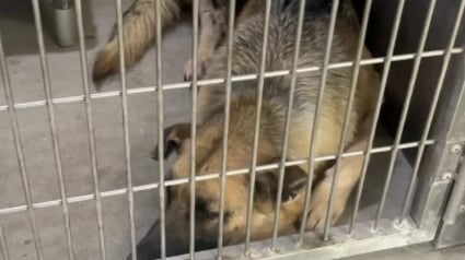 Illustration : Privée de ses chiots, une chienne s’éteint peu à peu au refuge jusqu'à ce qu’une association décide de la sauver