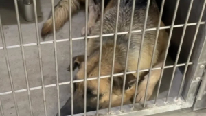 Illustration : Privée de ses chiots, une chienne s’éteint peu à peu au refuge jusqu'à ce qu’une association décide de la sauver