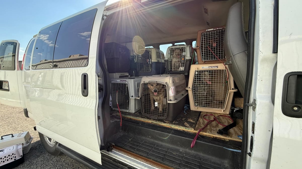 Illustration : "Pris dans une spirale incontrôlable, un propriétaire accumule plus de 350 animaux avant qu’un sauvetage colossal ne soit déclenché"