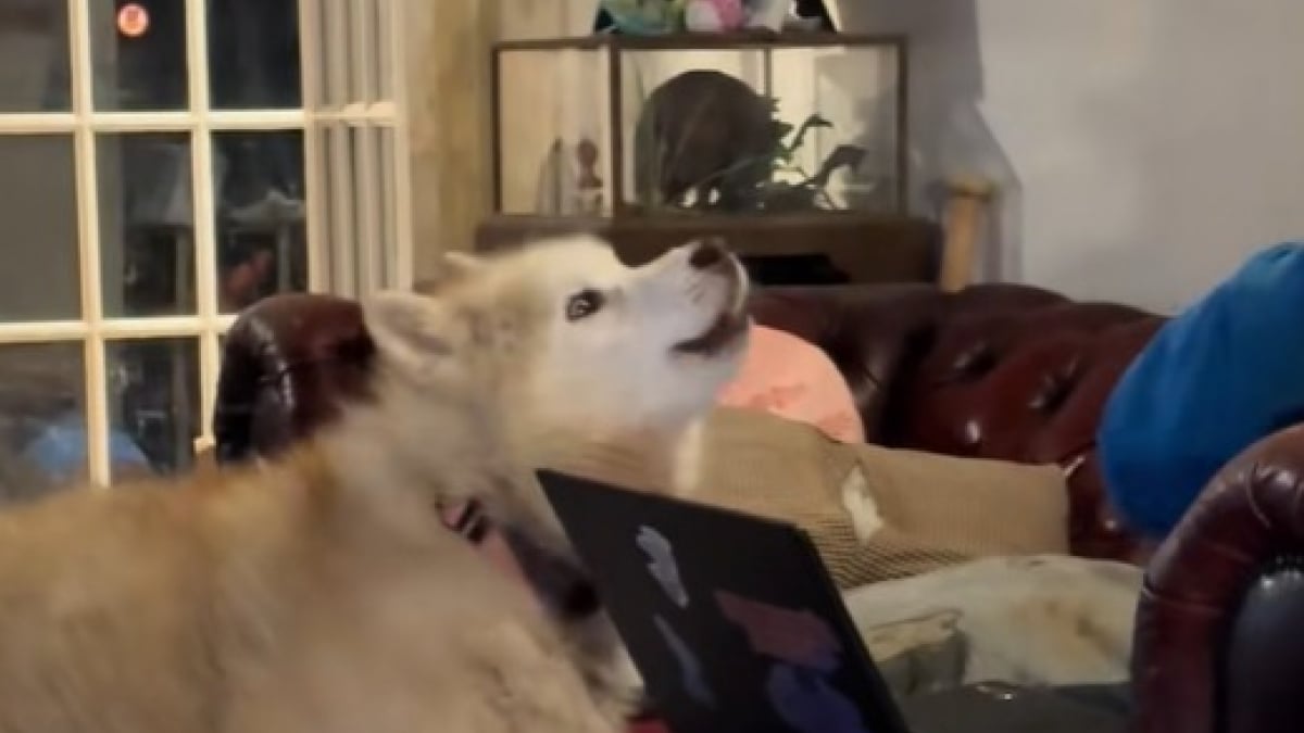 Illustration : "« Elle pense encore hurler comme avant » confie son maître, ému par les cris silencieux de sa vieille Husky (vidéo)"