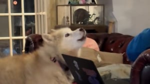 Illustration : "« Elle pense encore hurler comme avant » confie son maître, ému par les cris silencieux de sa vieille Husky (vidéo)"