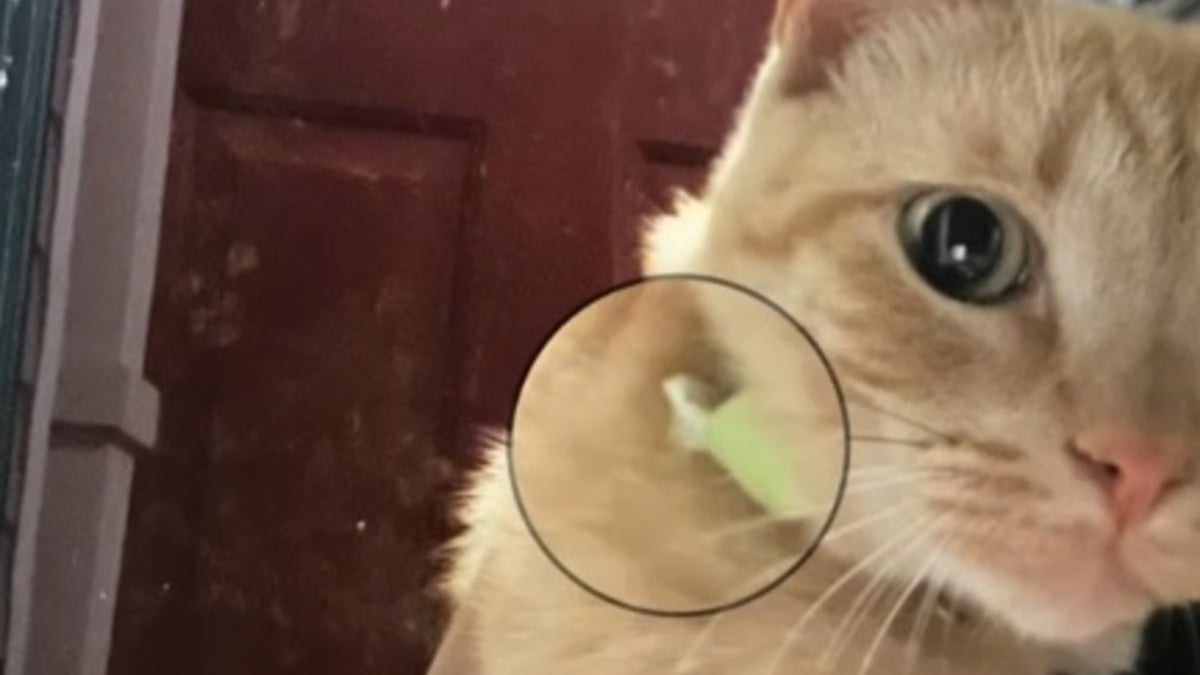 Illustration : "Un chat menant une 