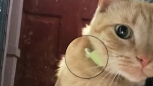 Illustration : Un chat menant une 