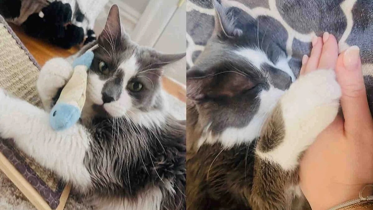 Illustration : "Abandonné devant un immeuble, ce chat au regard apeuré cachait en fait une personnalité débordante d’amour (vidéo)"