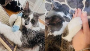 Illustration : Abandonné devant un immeuble, ce chat au regard apeuré cachait en fait une personnalité débordante d’amour (vidéo)