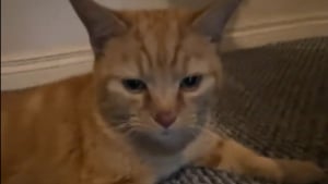 Illustration : La propriétaire d'un chat disparu depuis 12 ans reste sans voix lorsqu'un vétérinaire l'appelle à son sujet (vidéo)