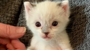 Illustration : « Ça va être difficile de le laisser partir », confie une famille d'accueil touchée par ce chaton miraculé qui a survécu à la perte de sa maman et de sa fratrie (vidéo)