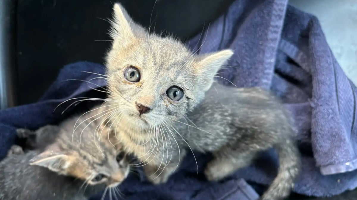 Illustration : "Ces 2 chatons aventuriers se retrouvent bloqués dans une cloison et obligent la propriétaire de la maison à des travaux non-prévus (vidéo)"