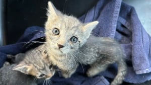 Illustration : Ces 2 chatons aventuriers se retrouvent bloqués dans une cloison et obligent la propriétaire de la maison à des travaux non-prévus (vidéo)