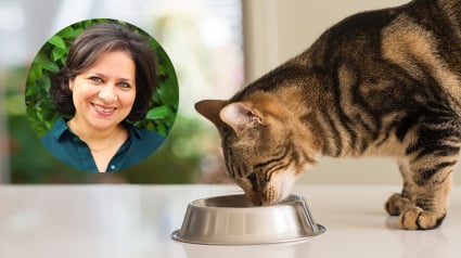 Illustration : Entretien : Virbac lance une solution nutritionnelle révolutionnaire pour les chats concernés par la maladie rénale chronique