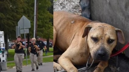 Illustration : Rescapés d'un élevage illégal qui les destinait au combat, 32 chiens peuvent désormais vivre un nouveau départ après une décision de justice 