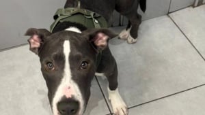 Illustration : "Victime de violences indicibles à seulement 6 mois, cette chienne lutte aujourd'hui pour survivre avec l'aide d'une association"