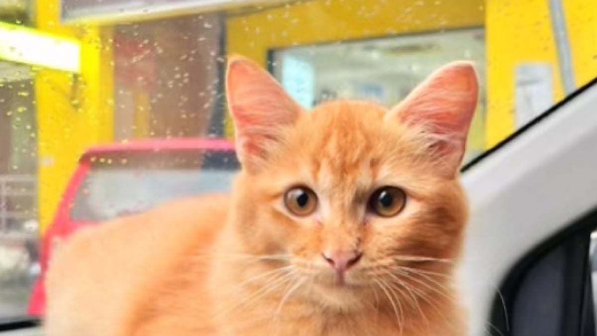 Illustration : "Depuis qu’il a été sauvé, ce chat suit son propriétaire partout et adore la voiture (vidéo)"