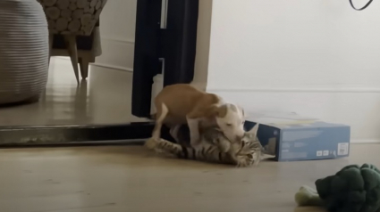 Illustration : Un chiot tremblant et fébrile trouve du réconfort, ainsi que de la force, auprès d’un chat