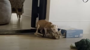 Illustration : Un chiot tremblant et fébrile trouve du réconfort, ainsi que de la force, auprès d’un chat