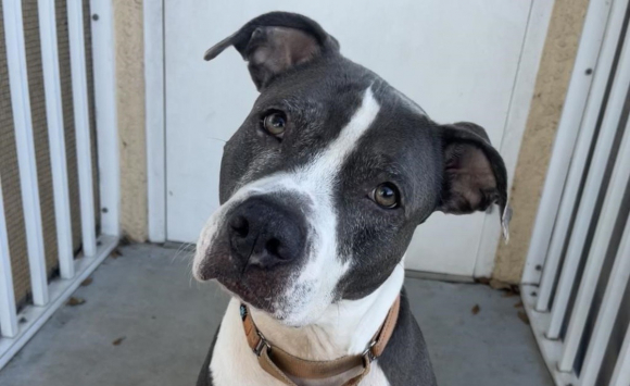 Ignorée par les visiteurs du refuge pendant 3 ans, cette chienne découvre enfin la liberté et l'amour