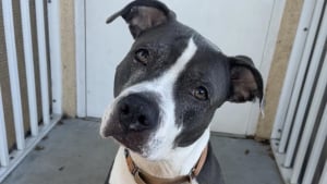 Illustration : Ignorée par les visiteurs du refuge pendant 3 ans, cette chienne découvre enfin la liberté et l'amour