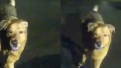 Illustration : Des policiers à la recherche d’une octogénaire disparue font confiance à un chien qui devient un héros aux yeux de tous  