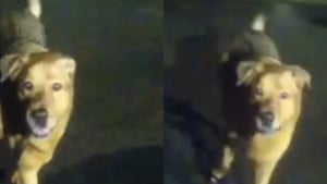 Illustration : "Des policiers à la recherche d’une octogénaire disparue font confiance à un chien qui devient un héros aux yeux de tous  "