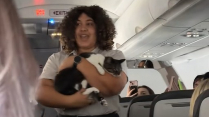 Illustration : « À qui appartient ce chat ? », un chat solitaire se promène dans un avion et plonge les passagers dans l’incompréhension pendant plusieurs heures (vidéo) 