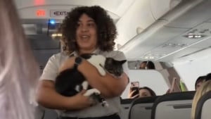 Illustration : "« À qui appartient ce chat ? », un chat solitaire se promène dans un avion et plonge les passagers dans l’incompréhension pendant plusieurs heures (vidéo) "