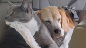 Illustration : Cette chatte fait semblant de détester les câlins de son ami Beagle, mais leur belle histoire révèle tout le contraire (vidéo)