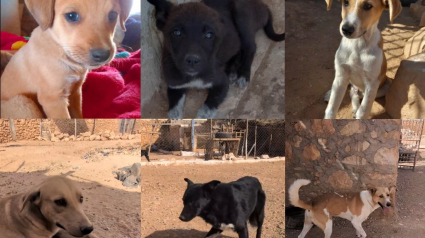 Illustration : « Eux aussi étaient des chiots avant », le message poignant d’un sauveteur face au manque d’intérêt pour les animaux adultes