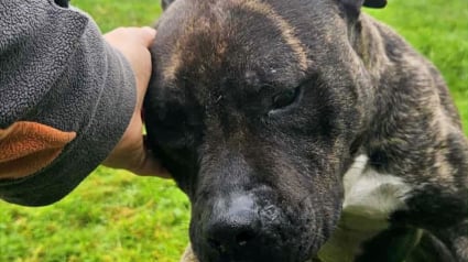 Illustration : La recherche urgente d’une famille aimante pour Scotty, dont le temps sur terre est compté à cause d’une maladie dégénérative 