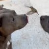 Illustration : « C’est vraiment la plus belle chose qui soit », des chiens nouent un lien unique avec un colibri (vidéo)