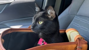 Illustration : Grâce au pouvoir du sauvetage, ce félin noir passe du statut de chat errant à celui de compagnon à 4 pattes choyé (vidéo)