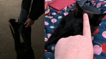 Illustration : "Le système de distribution de chats l'a choisie", une chatonne errant grimpe sur un couple croisé dans la rue et décide de ne plus les quitter (vidéo)