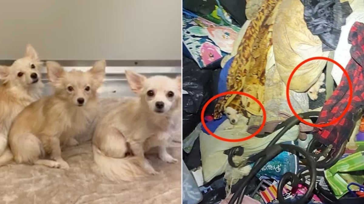 Illustration : "Vivant dans des conditions catastrophiques, 11 chiens et 2 chats en étaient réduits à creuser des tunnels pour se déplacer dans cet appartement abandonné avant d'être sauvés (vidéo)"