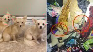 Illustration : Vivant dans des conditions catastrophiques, 11 chiens et 2 chats en étaient réduits à creuser des tunnels pour se déplacer dans cet appartement abandonné avant d'être sauvés (vidéo)