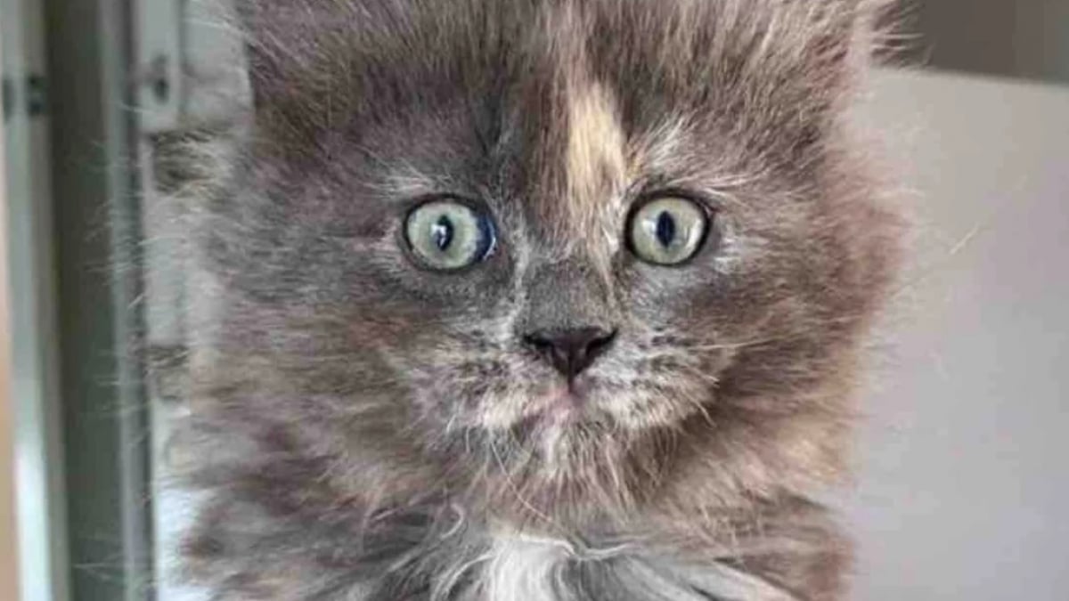 Illustration : "En allant rendre visite à celui qu’il pense être son futur chat, un homme se laisse surprendre par l’évidence d’une rencontre avec une chatonne très à l’aise"