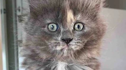 Illustration : En allant rendre visite à celui qu’il pense être son futur chat, un homme se laisse surprendre par l’évidence d’une rencontre avec une chatonne très à l’aise