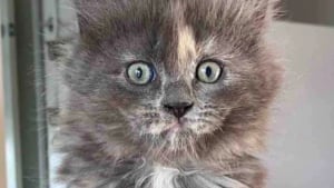 Illustration : En allant rendre visite à celui qu’il pense être son futur chat, un homme se laisse surprendre par l’évidence d’une rencontre avec une chatonne très à l’aise