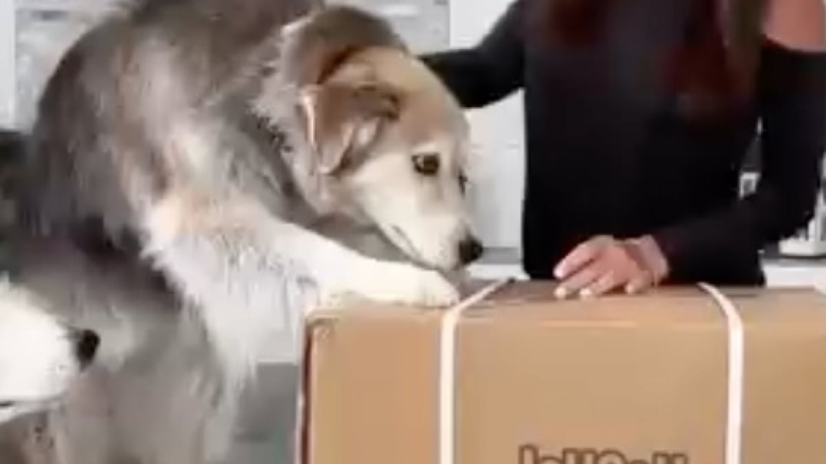 Illustration : "Un Husky tout juste sorti d’une année difficile découvre avec joie son cadeau bien mérité (vidéo)"