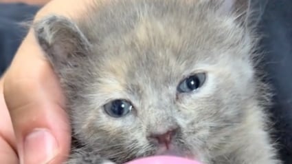 Illustration : Ce chaton rescapé sauvé par des pompiers est désormais un membre incontournable de la caserne (vidéo)