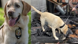 Illustration : Après 5 années à traquer les incendies, un chien d'investigation savoure une retraite bien méritée et passe le relais à son successeur