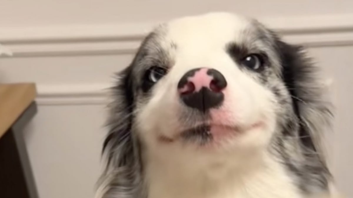 Illustration : "Cette chienne au sourire légendaire serre la main de sa maîtresse avec une grande élégance (vidéo)"