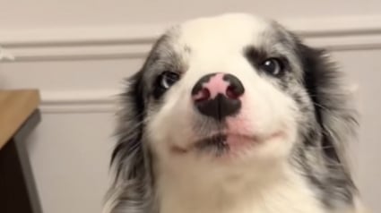 Illustration : Cette chienne au sourire légendaire serre la main de sa maîtresse avec une grande élégance (vidéo)