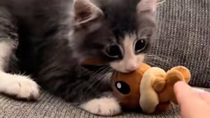 Illustration : « Il la manipule dans tous les sens », un chaton gris plein d’énergie, révèle à son propriétaire sa peluche Pokémon préférée (vidéo)