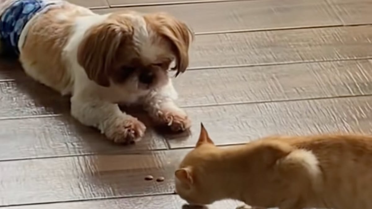 Illustration : "Ce Shih Tzu surprend sa propriétaire en apportant une partie de son repas à un chaton errant dans le besoin (vidéo)"