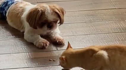 Illustration : Ce Shih Tzu surprend sa propriétaire en apportant une partie de son repas à un chaton errant dans le besoin (vidéo)