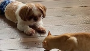 Illustration : Ce Shih Tzu surprend sa propriétaire en apportant une partie de son repas à un chaton errant dans le besoin (vidéo)